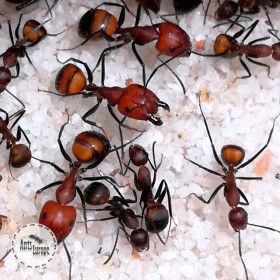Camponotus nicobarensis - AntsEurope.eu (nejlepší výběr tropických mravenců v Československu).
