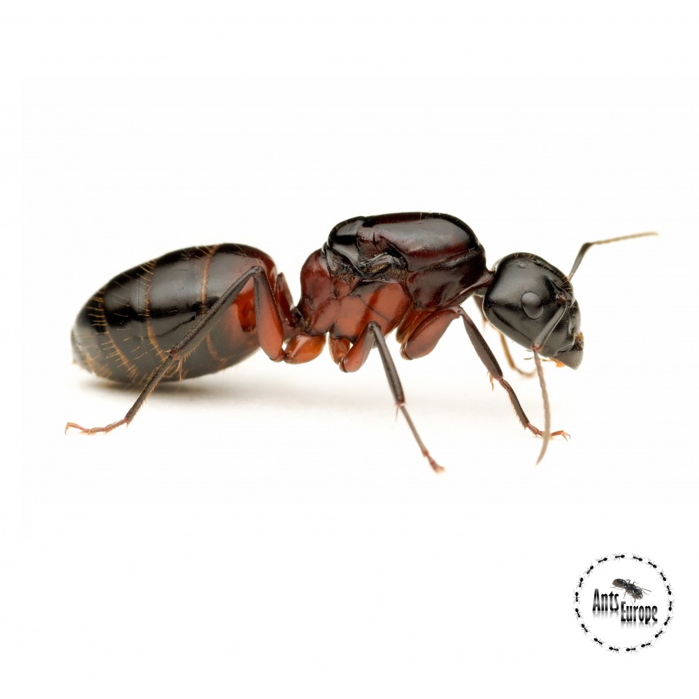 Camponotus ligniperda (mravenec dřevokaz) - Ants Europe - český obchod s mravenci Camponotus ligniperda (mravenec dřevokaz) - Ants Europe - český obchod s mravenci