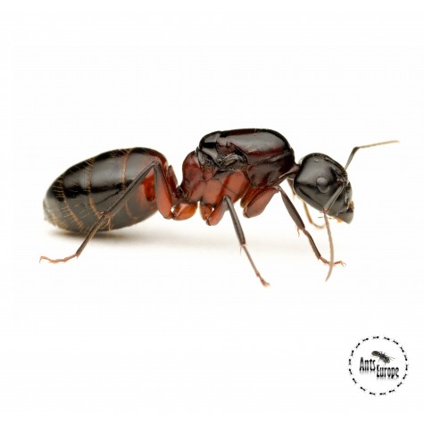 Camponotus ligniperda (mravenec dřevokaz) - Ants Europe - český obchod s mravenci