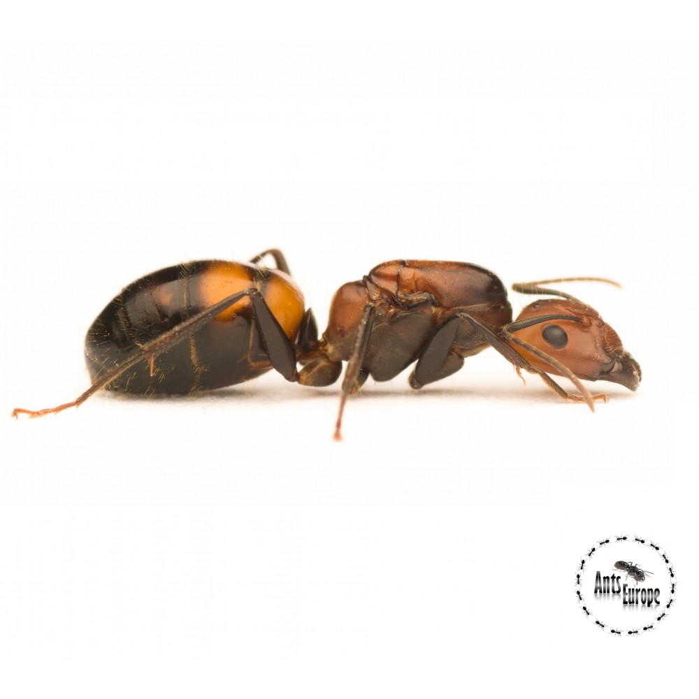 Královna Camponotus nicobarensis. Mravenec vhodný pro začátečníky.