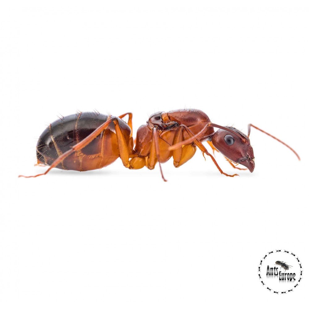 Camponotus pilicornis