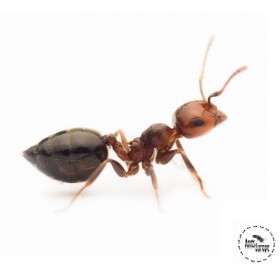 Crematogaster scutellaris prodej mravenců