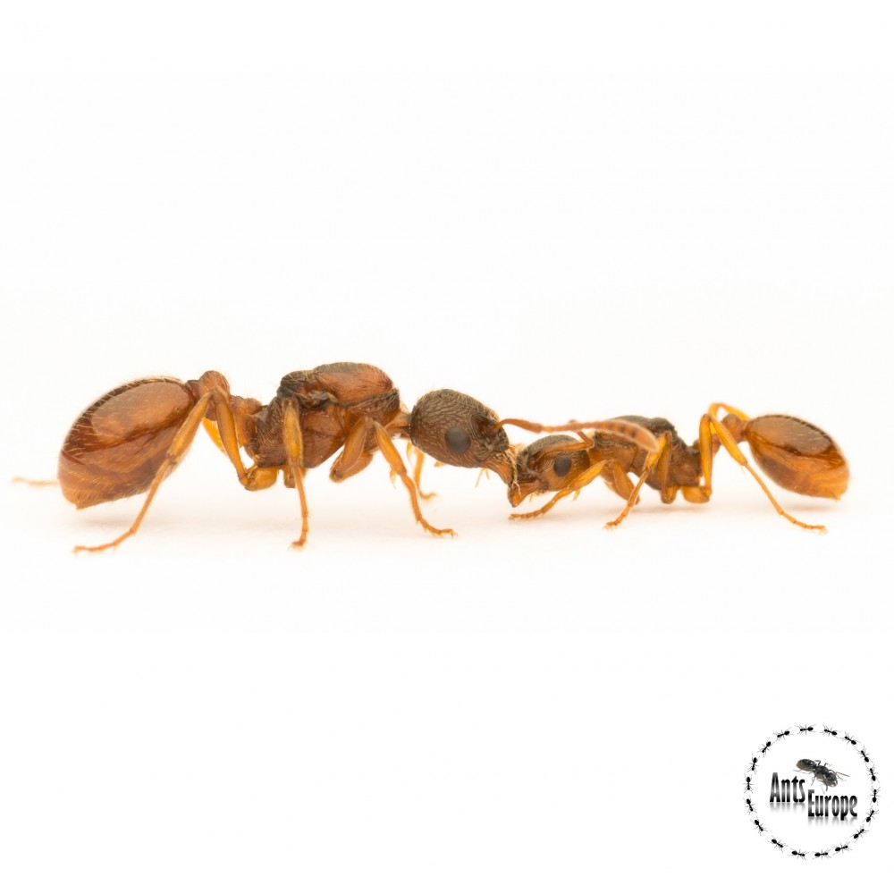 Myrmica cf. rubra - mravenec žahavý Myrmica cf. rubra - mravenec žahavý