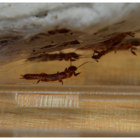 Snovatka Embia savignyi