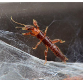 Snovatka Embia savigny