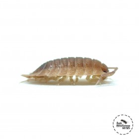 Porcellio scaber "ghost"