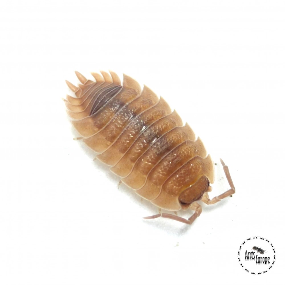 Porcellio scaber "ghost"