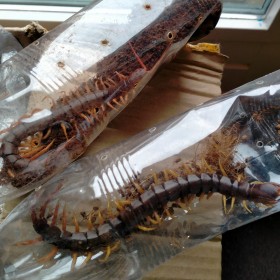 Scolopendra dehaani