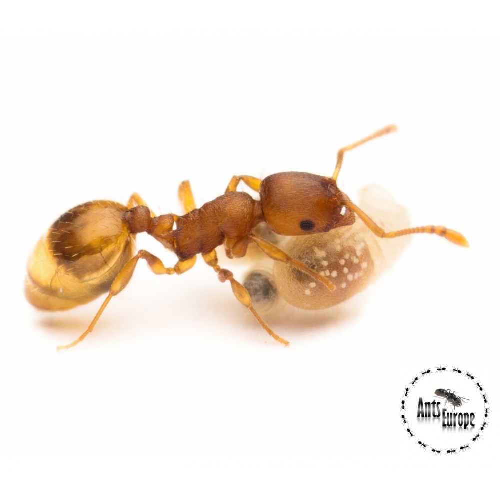 Temnothorax crassispinus, mravenec žaludový
