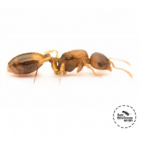 Temnothorax crassispinus, mravenec žaludový