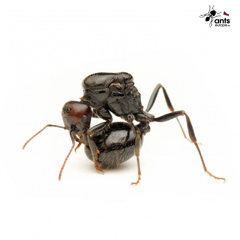 Ants Europe Messor barbarus Colony size Queen + eggs