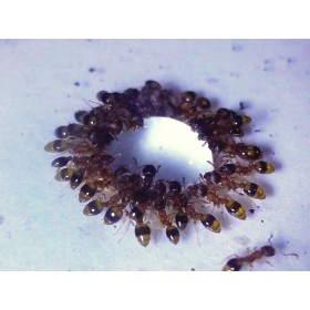 Ants Europe - prodej mravenců | Temnothorax crassispinus