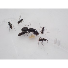 Ants Europe - prodej mravenců | Camponotus japonicus