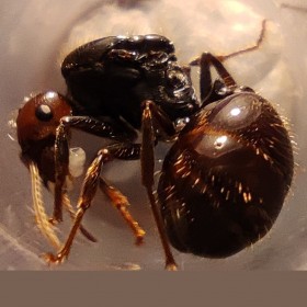 Messor barbarus, mravenec zrnojed