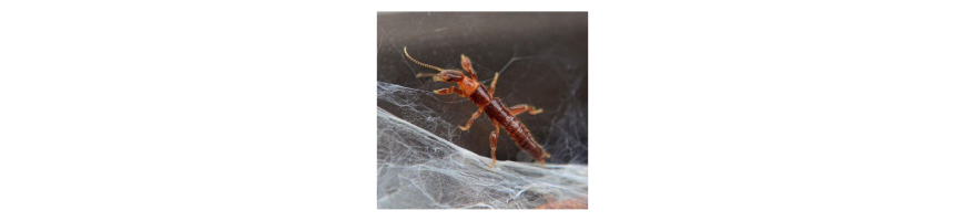 Other invertebrates