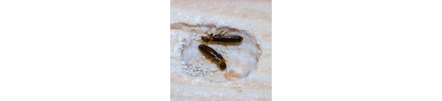 Chov a prodej termitů